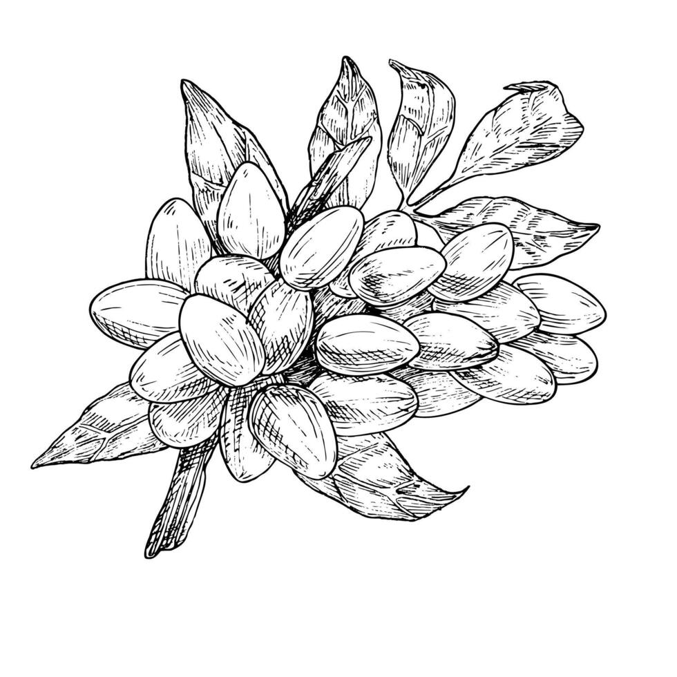 Pistachio tree fruit and leaves graphic illustration. Botanical drawing sketch stylized. Isolated. Hand drawn, suitable for food packaging design vector