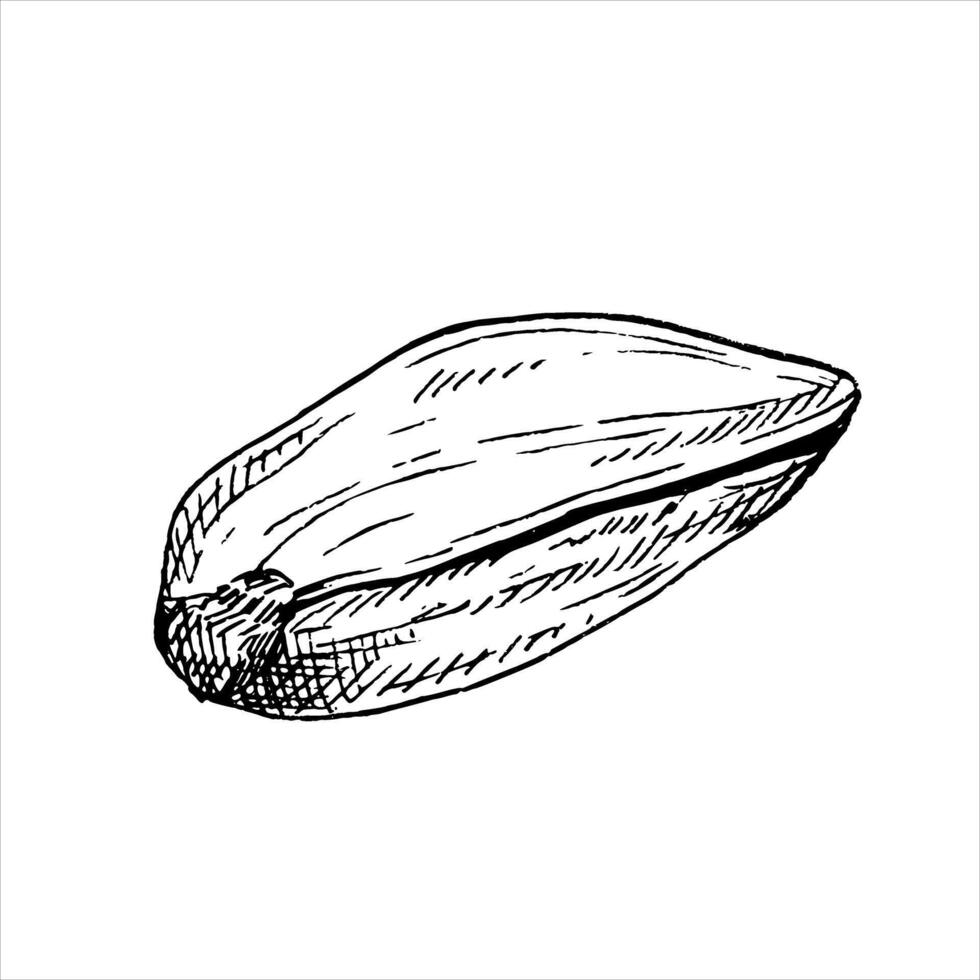 Pistachio nut graphic illustration . Botanical drawing sketch stylized. Isolated. Hand drawn, suitable for food packaging design vector