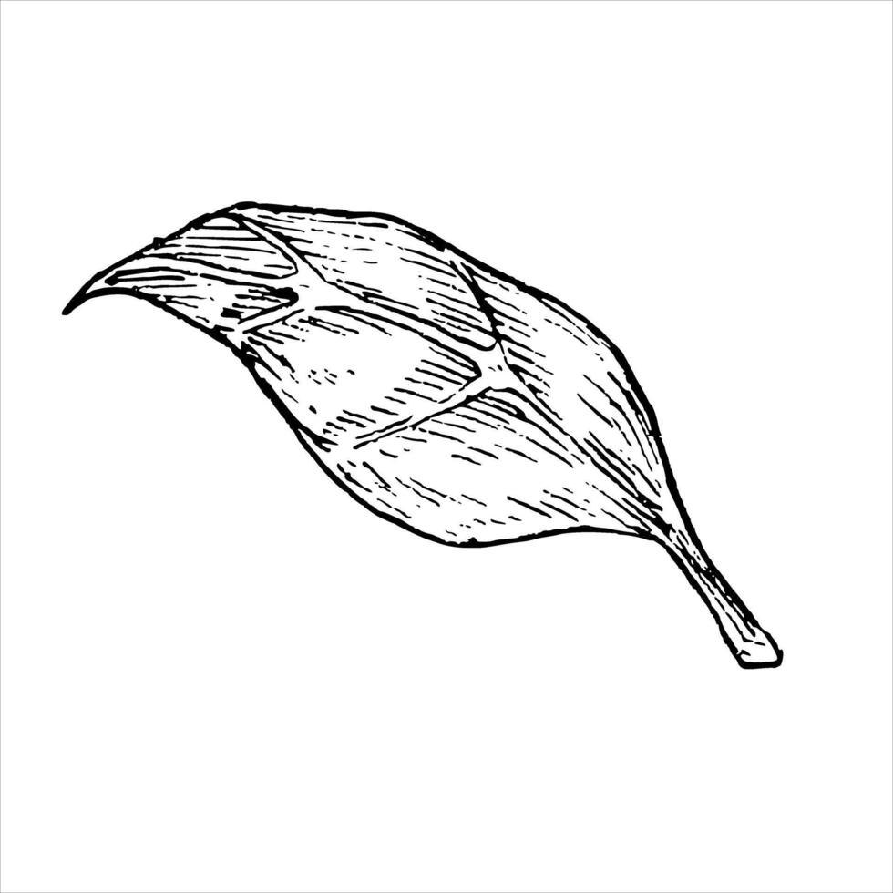 Tree leaves graphic illustration. Botanical drawing sketch stylized. Isolated. Hand drawn, suitable for food packaging design vector