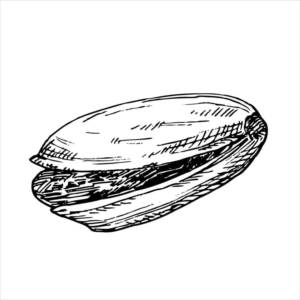 Pistachio nut graphic illustration . Botanical drawing sketch stylized. Isolated. Hand drawn, suitable for food packaging design vector