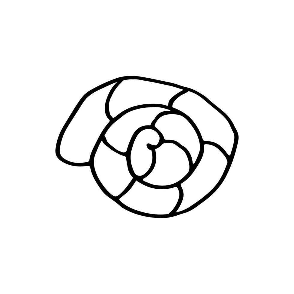 Shell. External skeleton of a mollusk. Doodle. vector