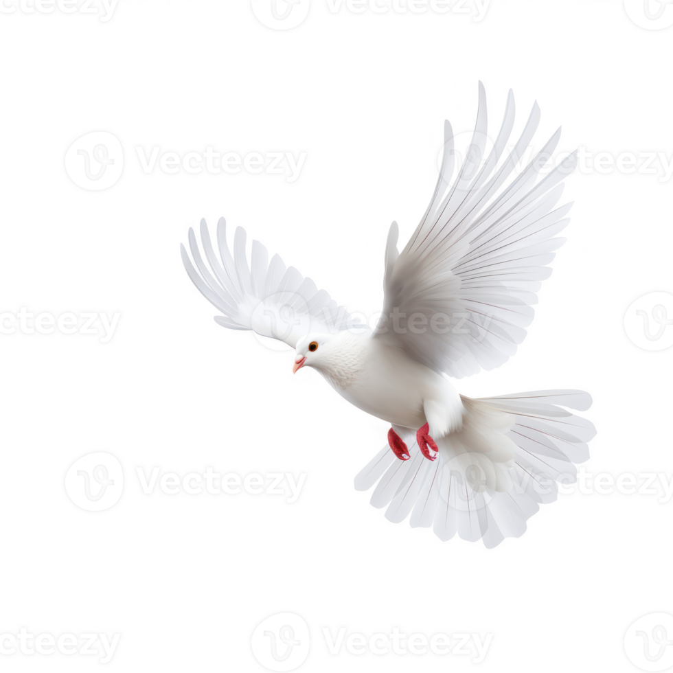 white dove flying on a transparent background png