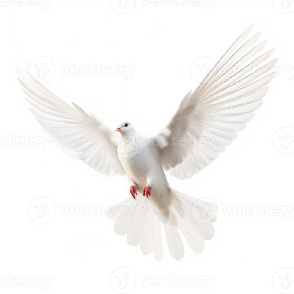 white dove flying on transparent background png
