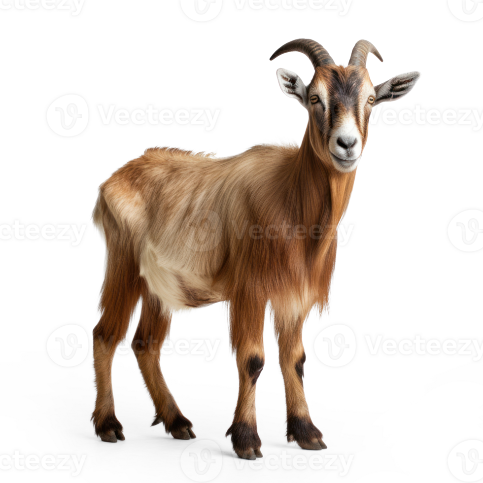 a goat standing on a transparent background png