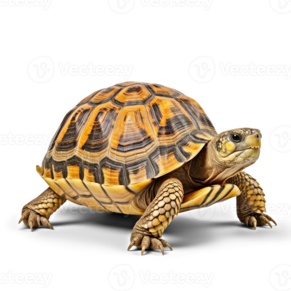 a turtle is walking on a transparent background png