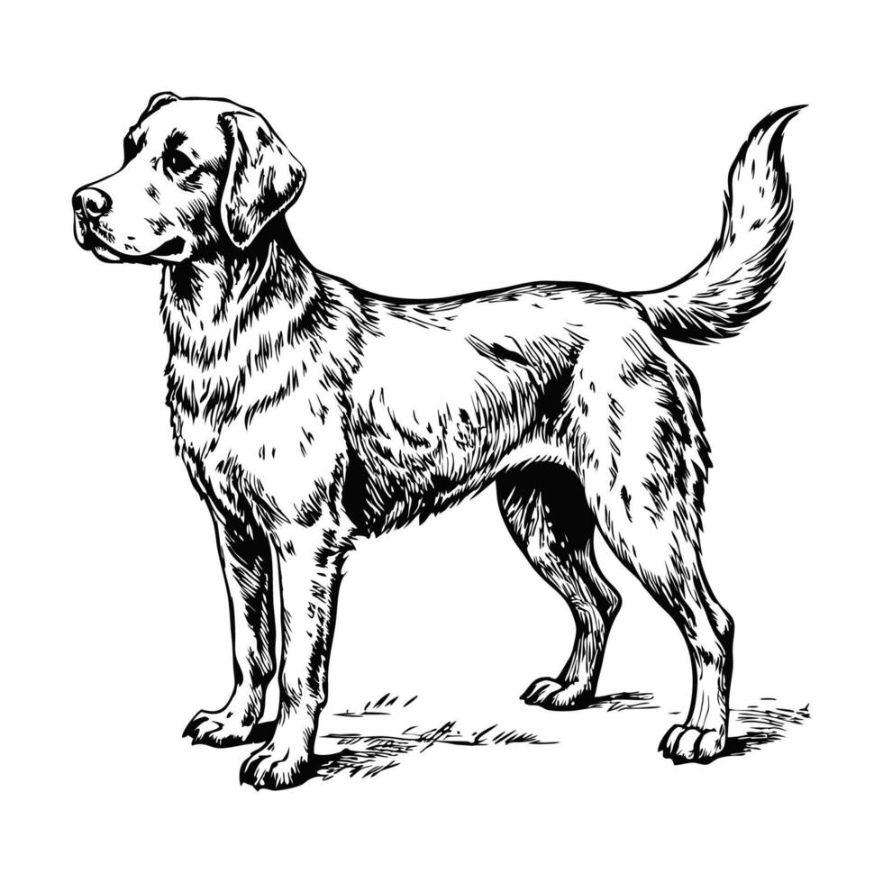 Sketch of a Labrador retriever running, top view, on a white background vector