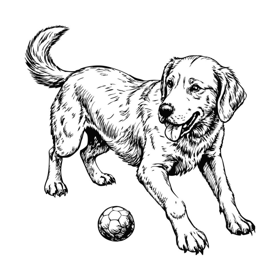 Sketch of a Labrador retriever playing with a ball, side view, on a white background vector