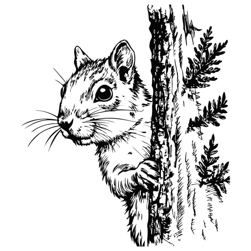 Sketch of a squirrel peeking from behind a tree, side view, on a white background vector