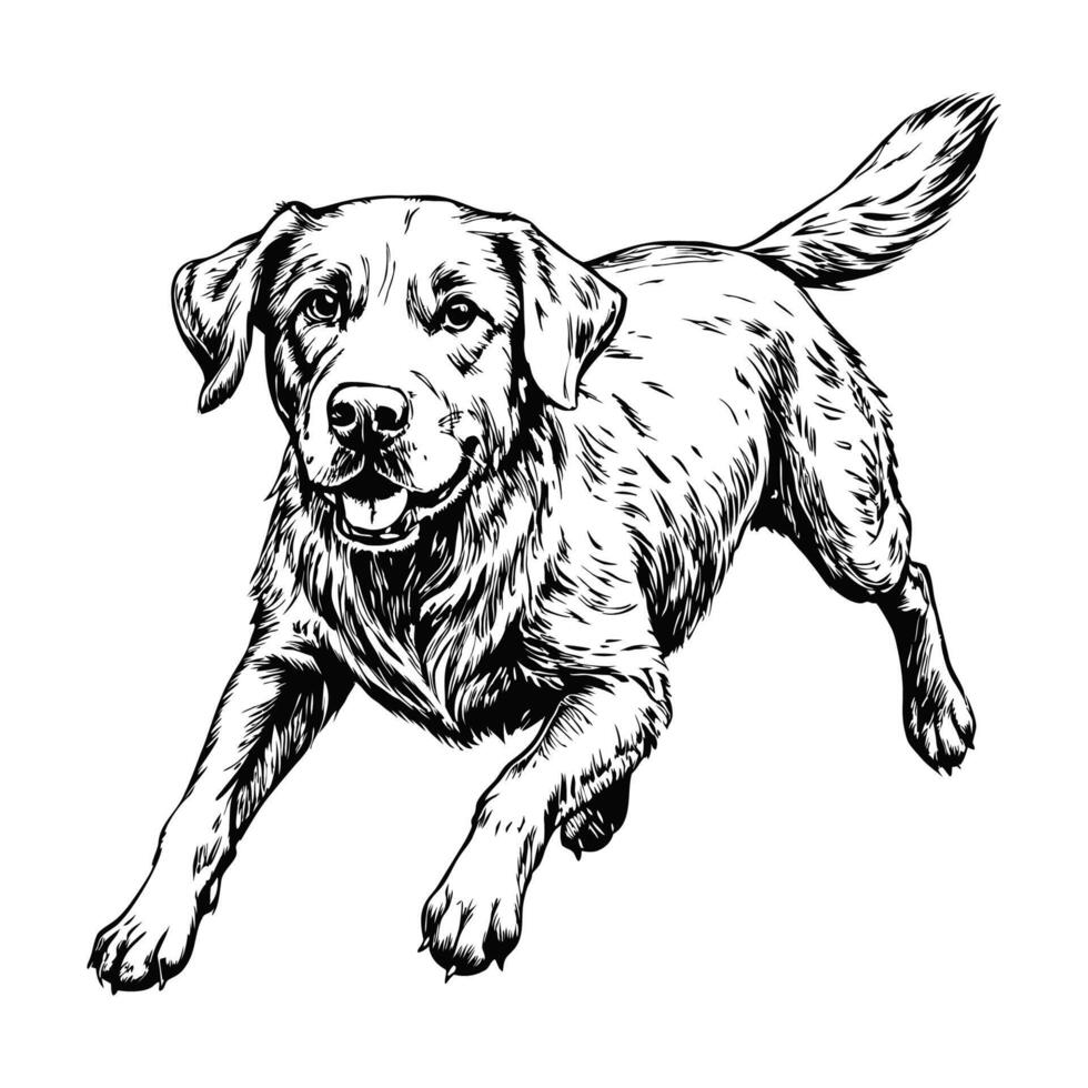 Sketch of a Labrador retriever running, top view, on a white background vector