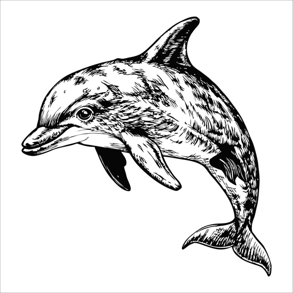 Sketch of a dolphin swimming gracefully, top view, on a white background. vector