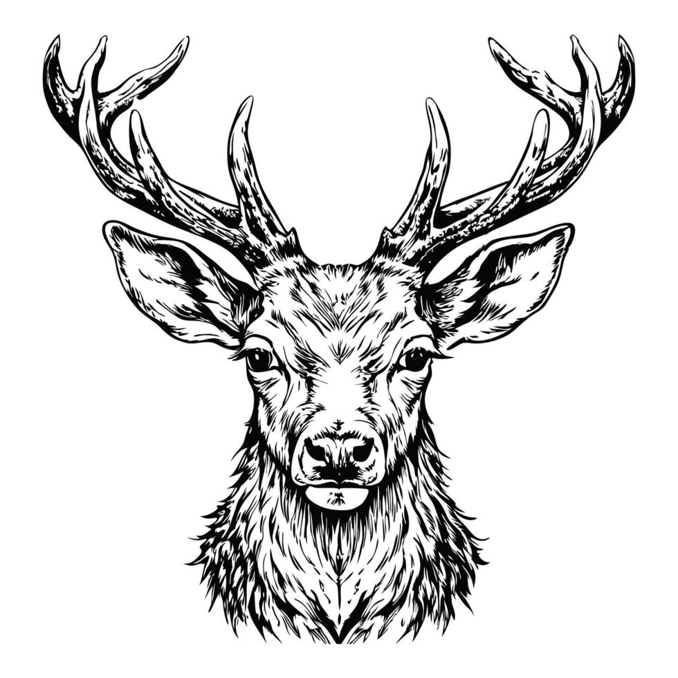 Sketch of a deer with antlers, front view, on a white background vector