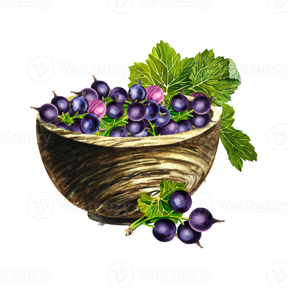 Black currant in a wooden bowl and a sprig of berries. Still life in a rustic style. Handmade watercolor illustrations. Isolates. For packages, labels and flyers. For banners, stickers. png