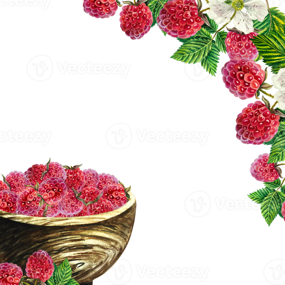 A frame with an image of raspberries in a wooden vase and twigs. Ripe berries. A hand-drawn watercolor illustration. Highlight it. For packages, labels and flyers. For banners, stickers and postcards. png
