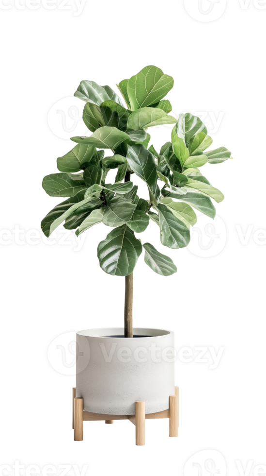 Fiddle Leaf Fig or Ficus lyrata pot plant in white pot isolated png