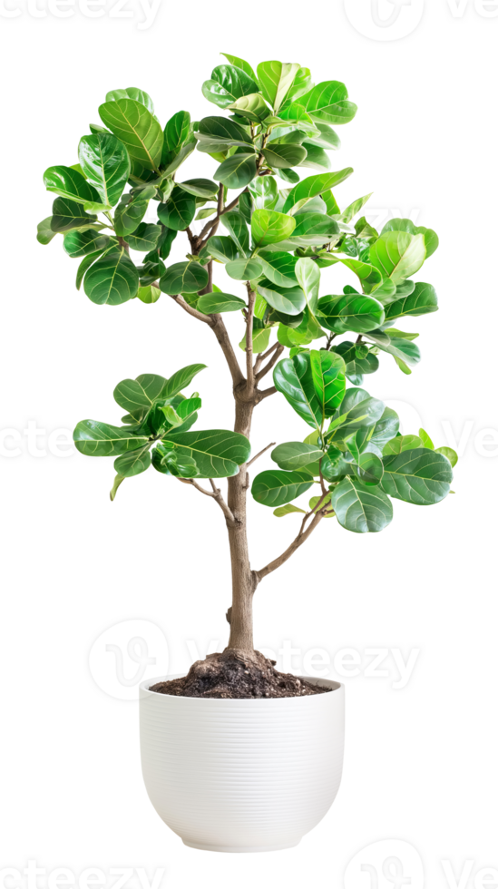 Fiddle Leaf Fig or Ficus lyrata pot plant in white pot isolated png