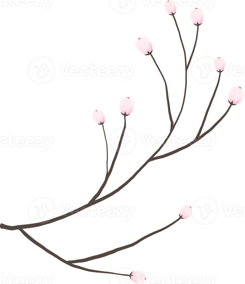 Cherry blossom branch with sakura flower illustration on transparent background. png