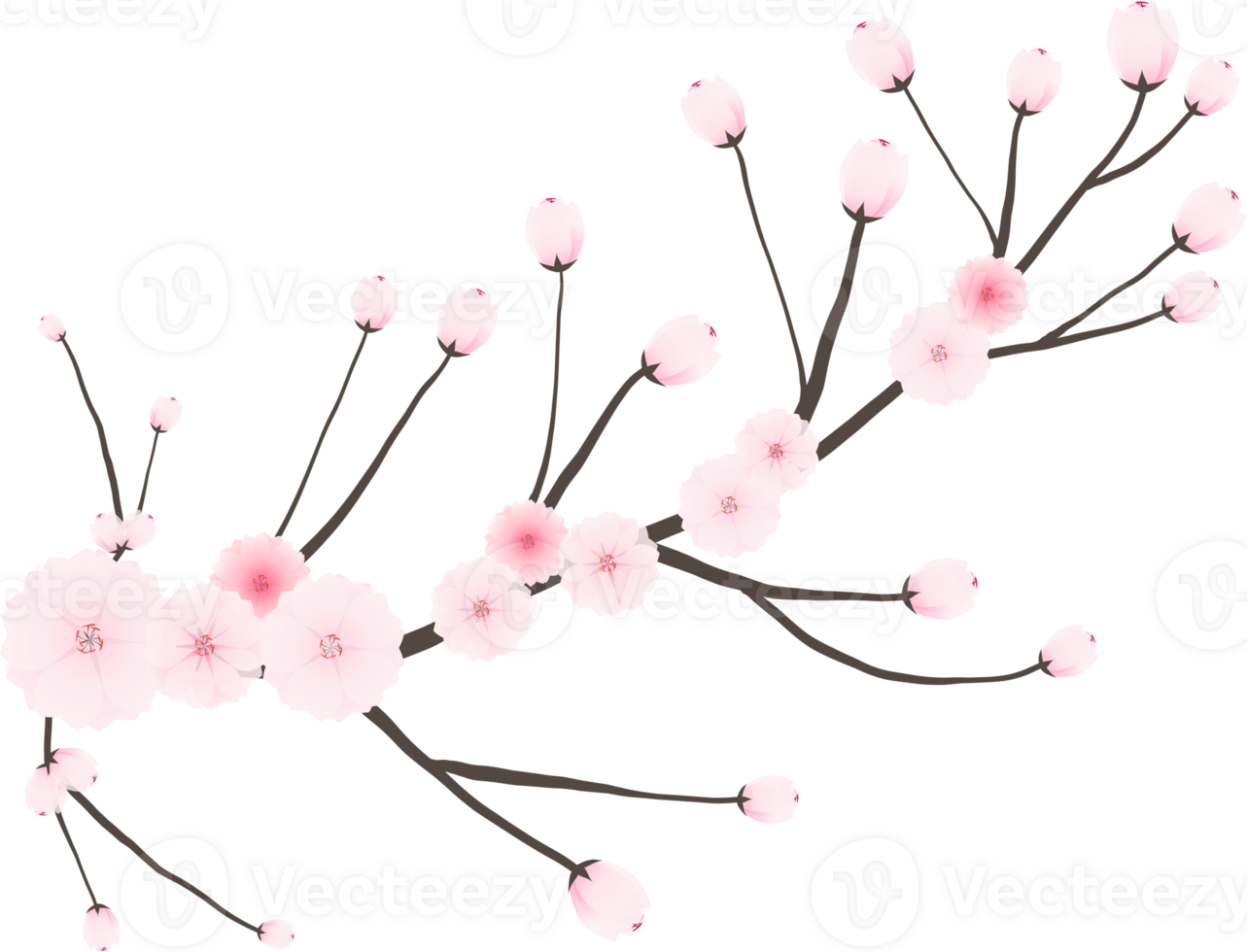 Cherry blossom branch with sakura flower illustration on transparent background. png