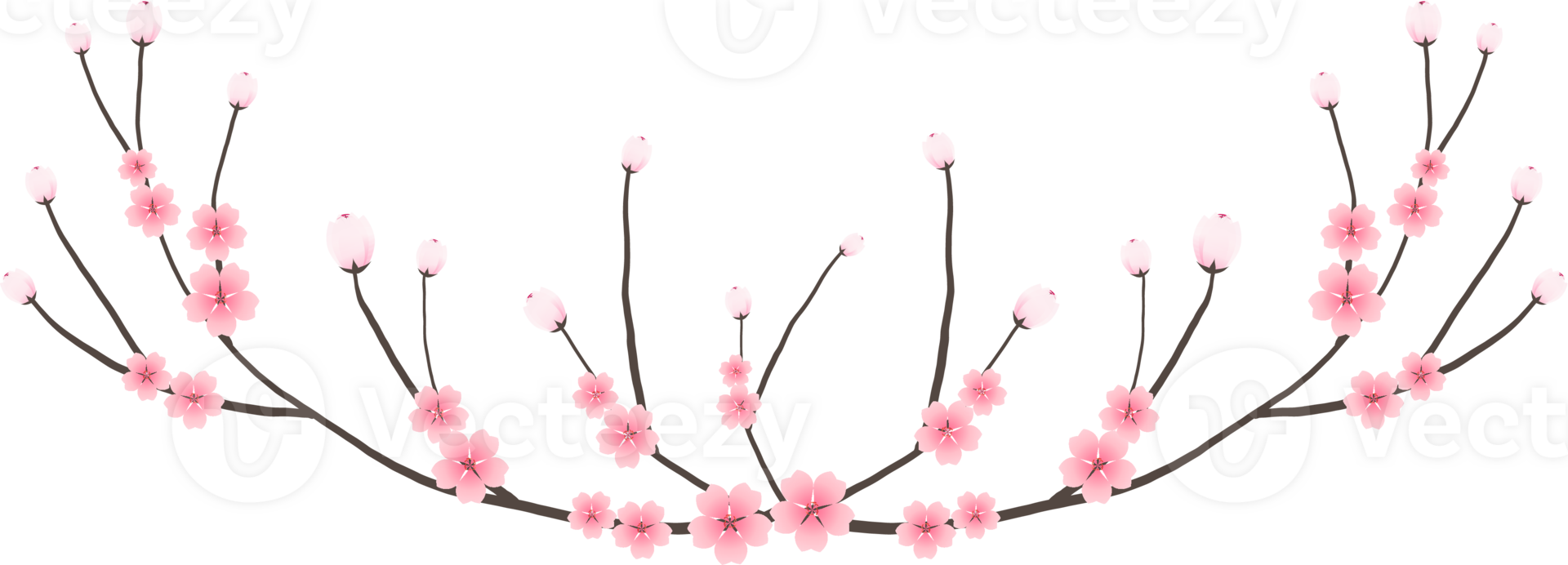 Cherry blossom branch with sakura flower illustration on transparent background. png