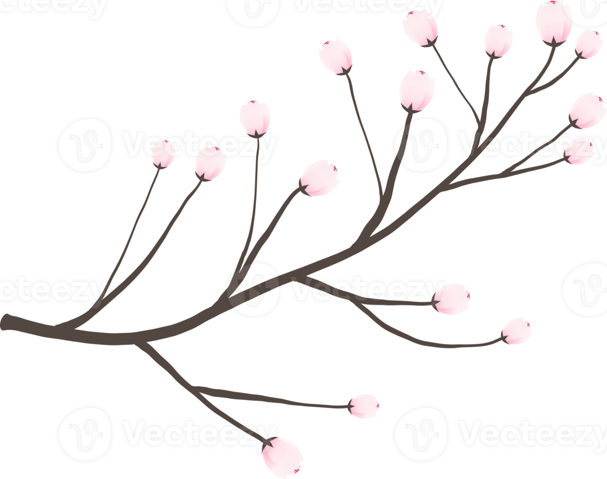 Cherry blossom branch with sakura flower illustration on transparent background. png