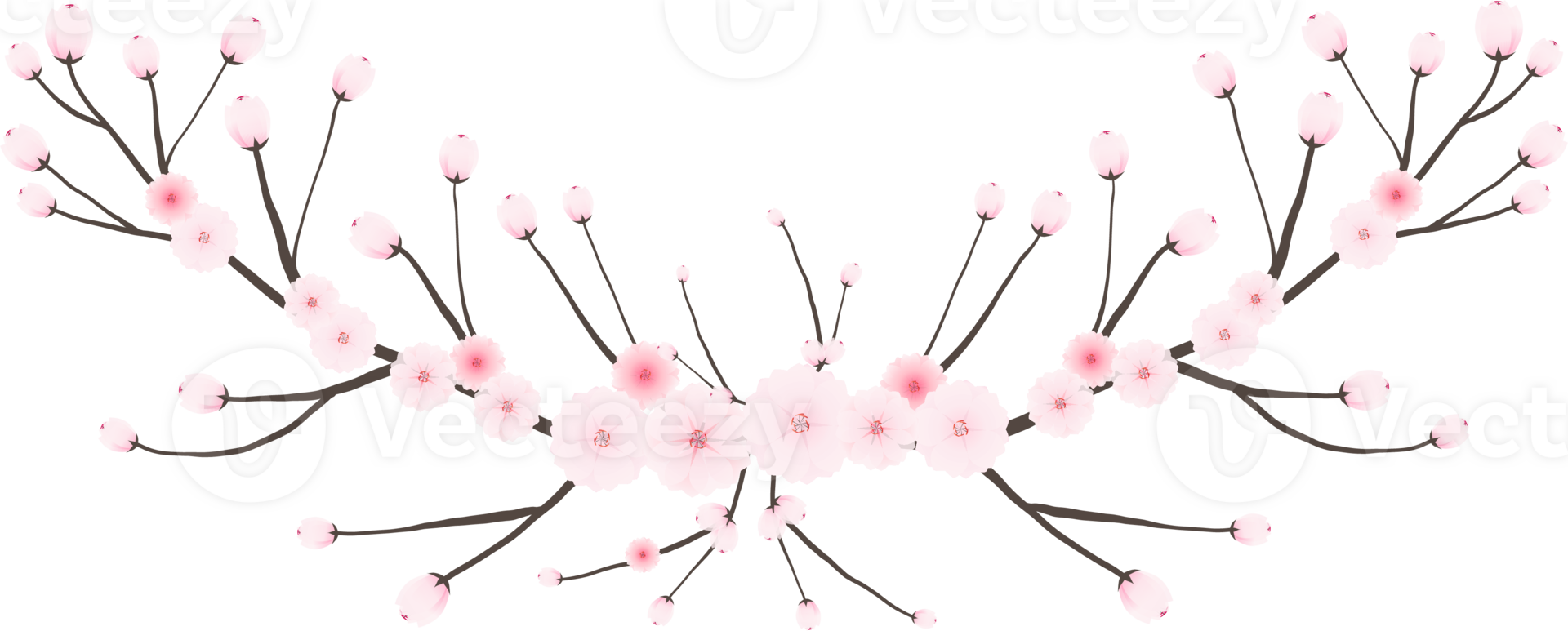 Cherry blossom branch with sakura flower illustration on transparent background. png