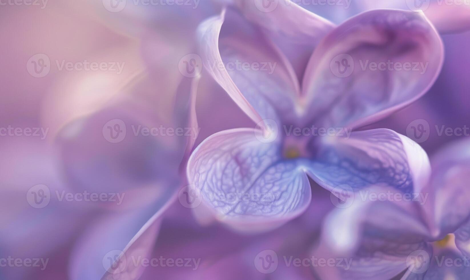 A close-up of lilac petals, closeup view, soft focus photo
