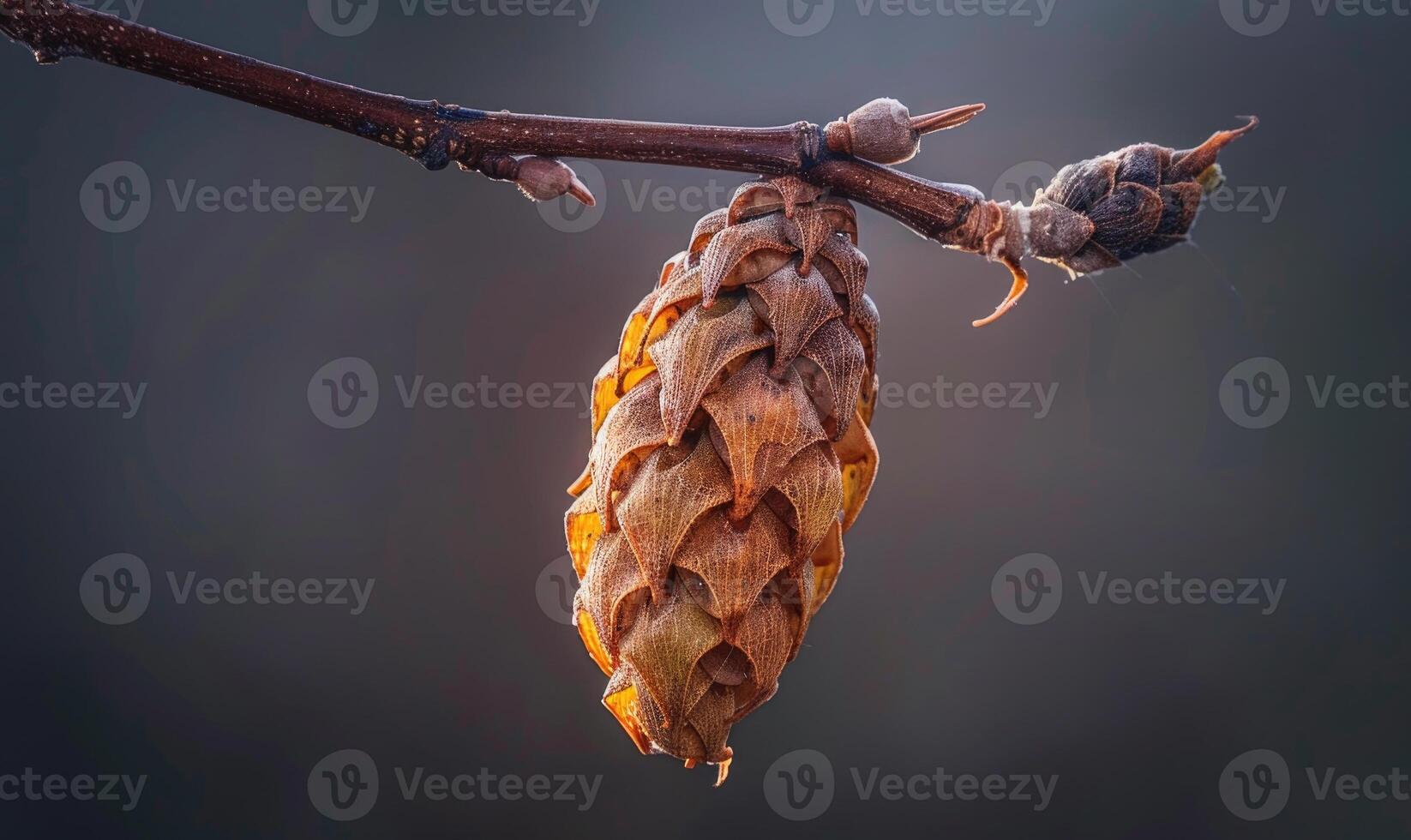 A close-up of a laburnum seed pod hanging from a branch photo