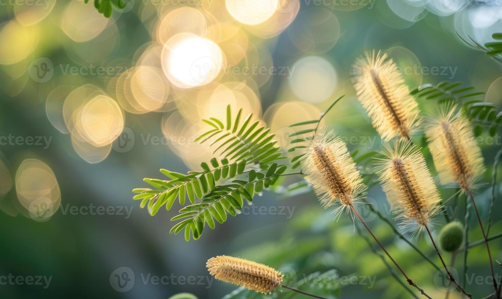 A close-up view of Mimosa seed pods against a blurred background of lush foliage photo
