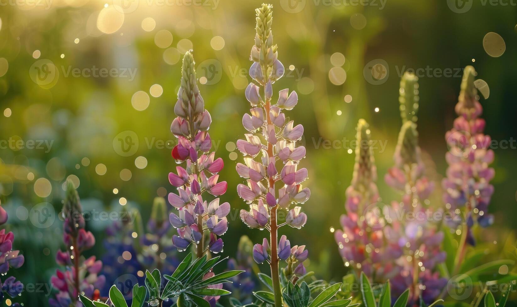 Lupines under the rain with bokeh light photo