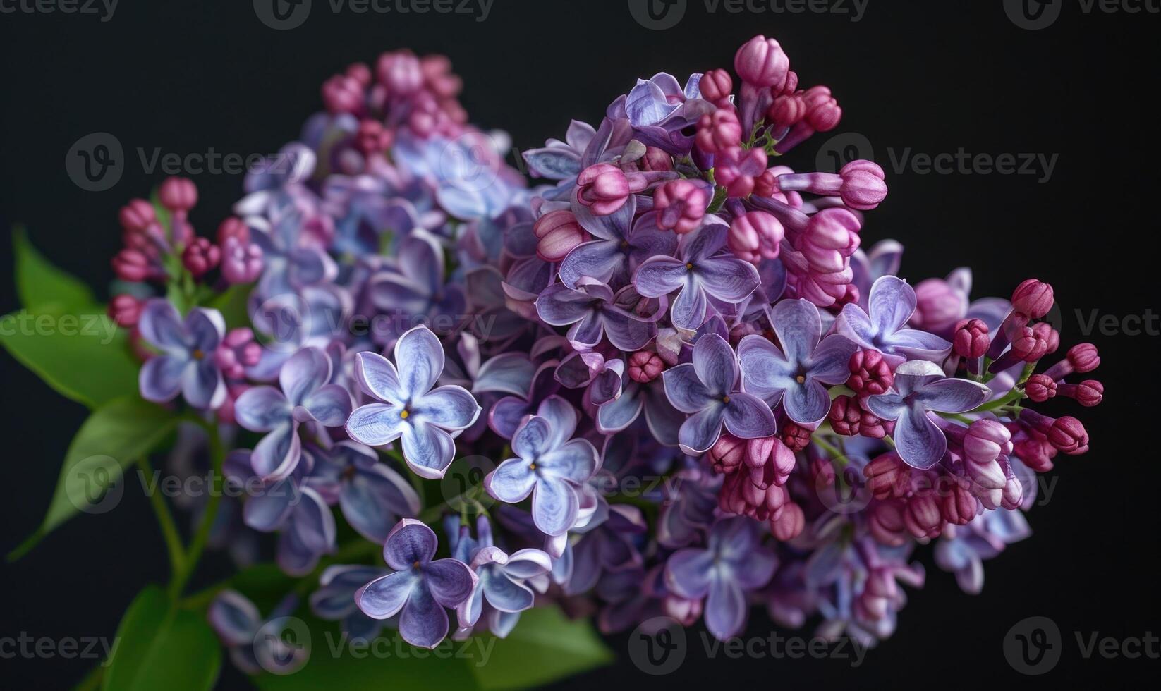 Lilac branch on black background, closeup view photo