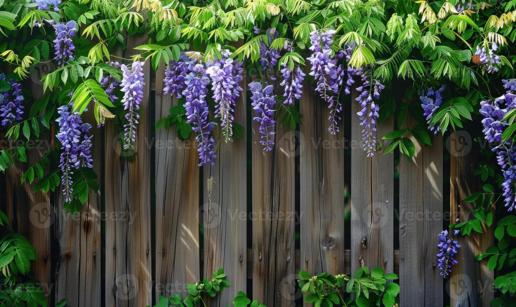 Wooden fence covered in wisteria blossoms photo