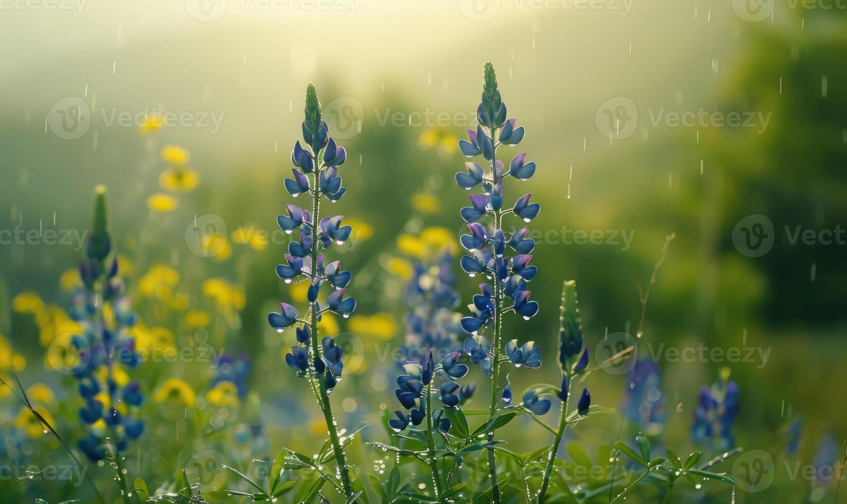 Lupines under the rain with bokeh light photo