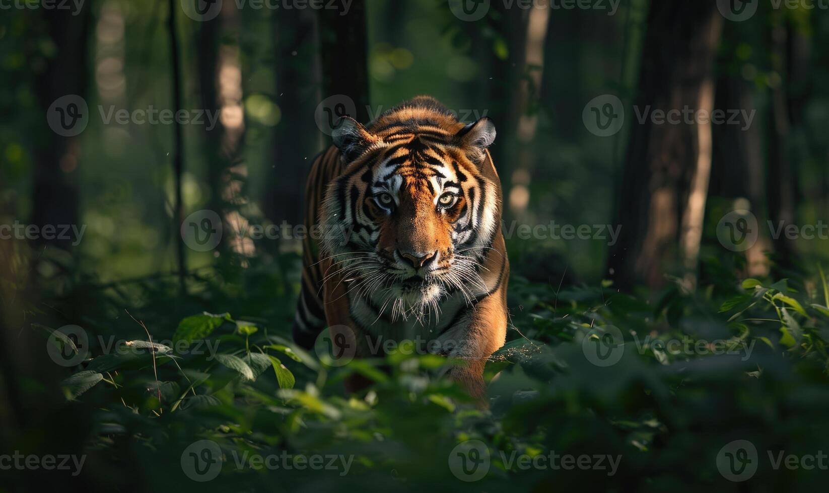 The Siberian tiger in the forest photo