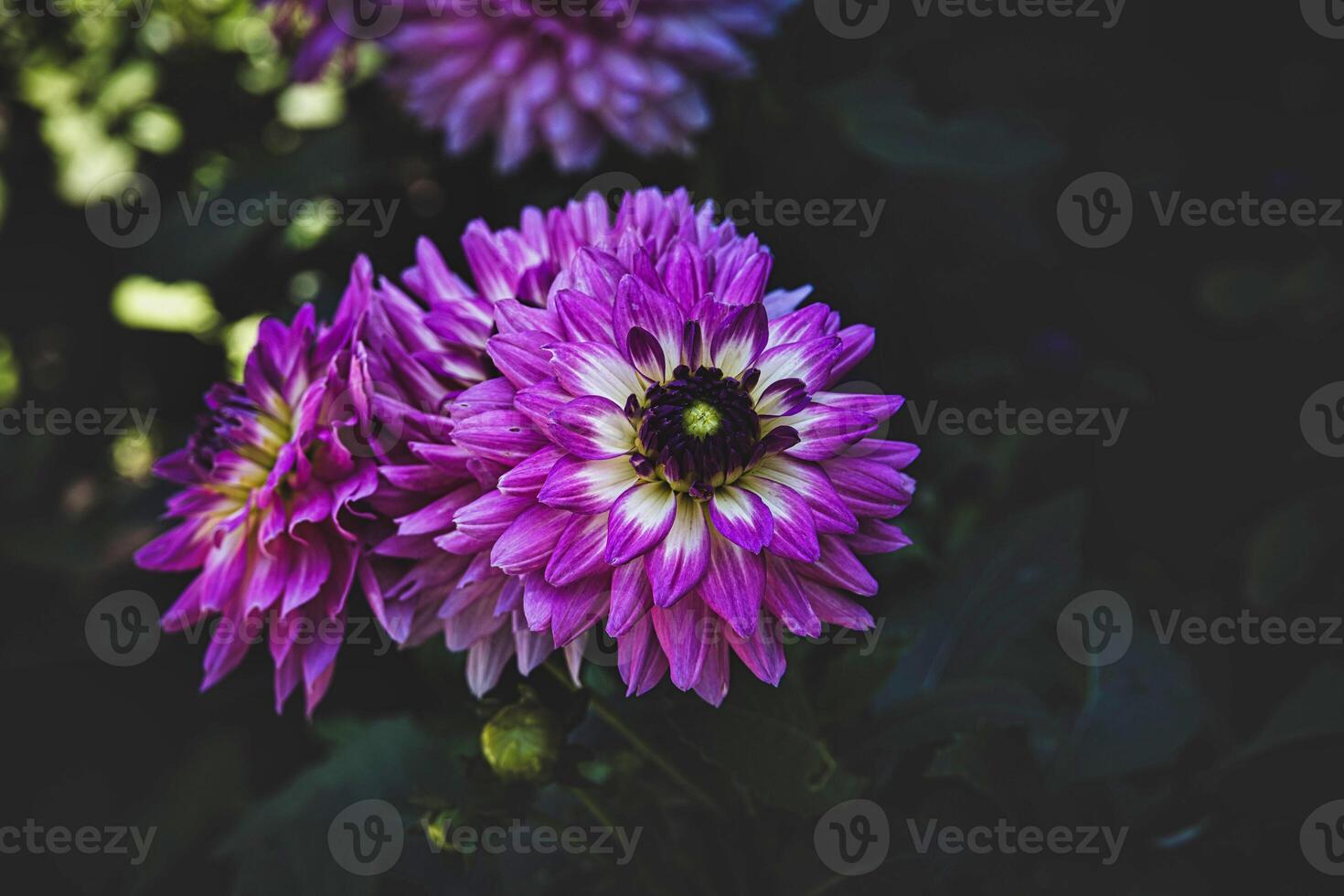 autumn purple dahlia in the garden in the sunshine photo