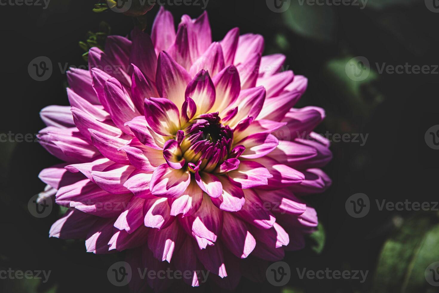 autumn purple dahlia in the garden in the sunshine photo