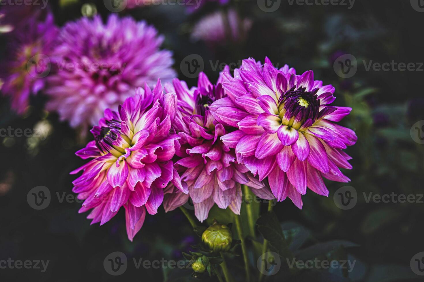 autumn purple dahlia in the garden in the sunshine photo