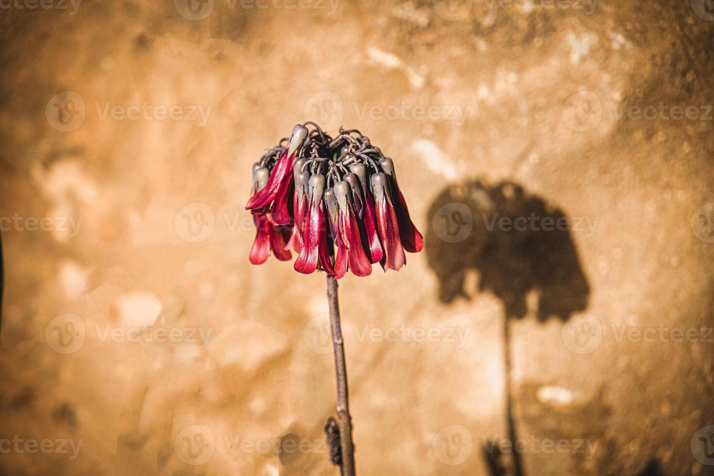 a red flower of a thuja plant in close-up photo
