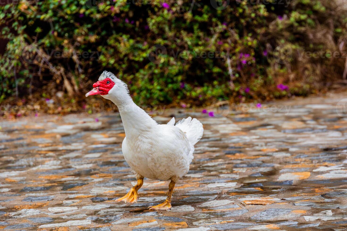 portrait of a white duck with a red beak photo