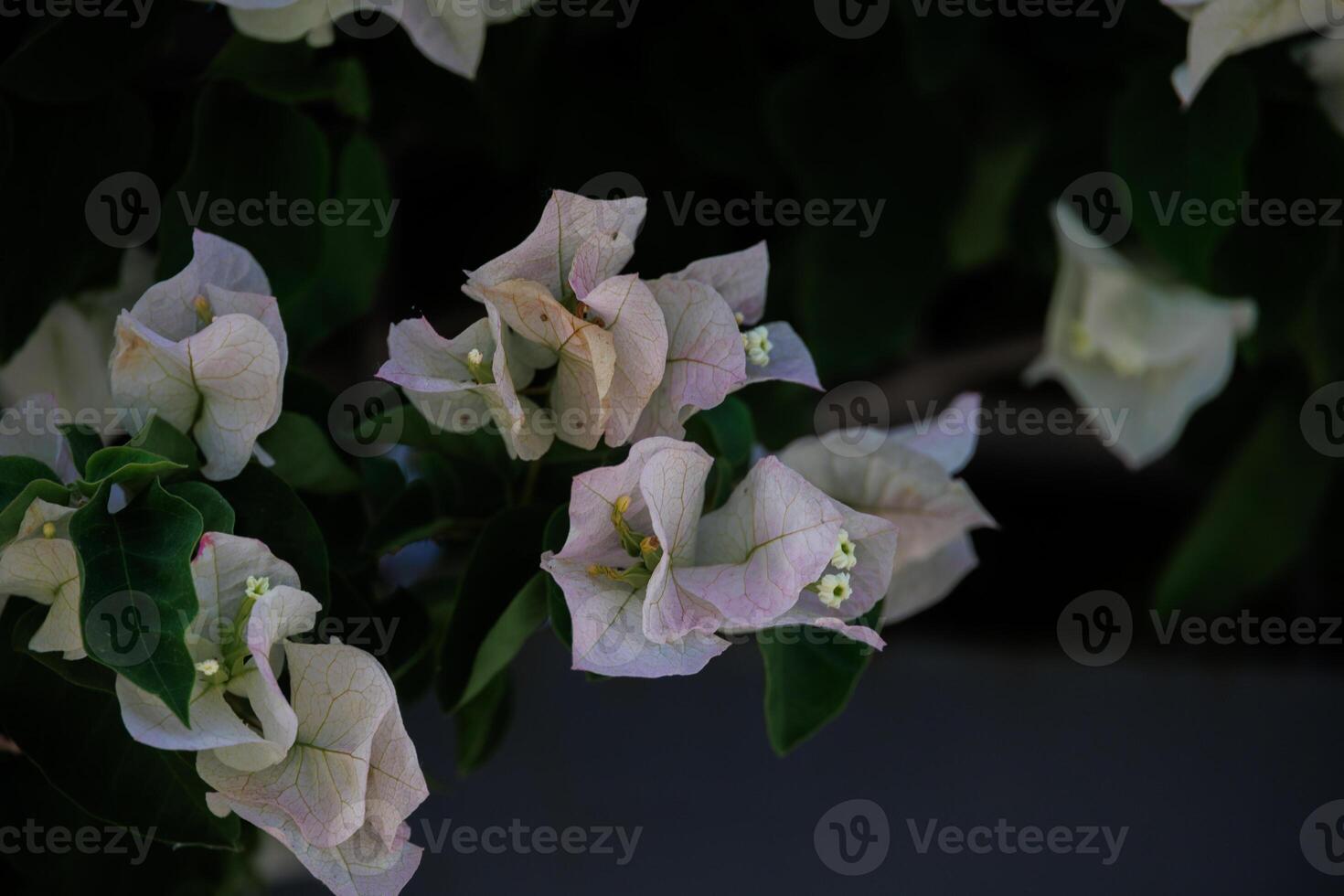 colorful bougainvillea spring background photo