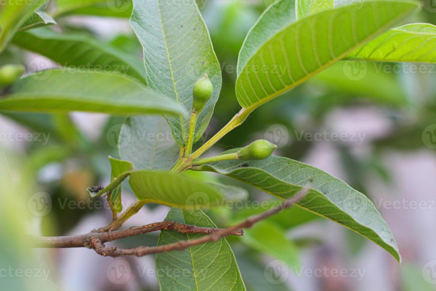 Green Guava Fruits Growing on a Tree photo