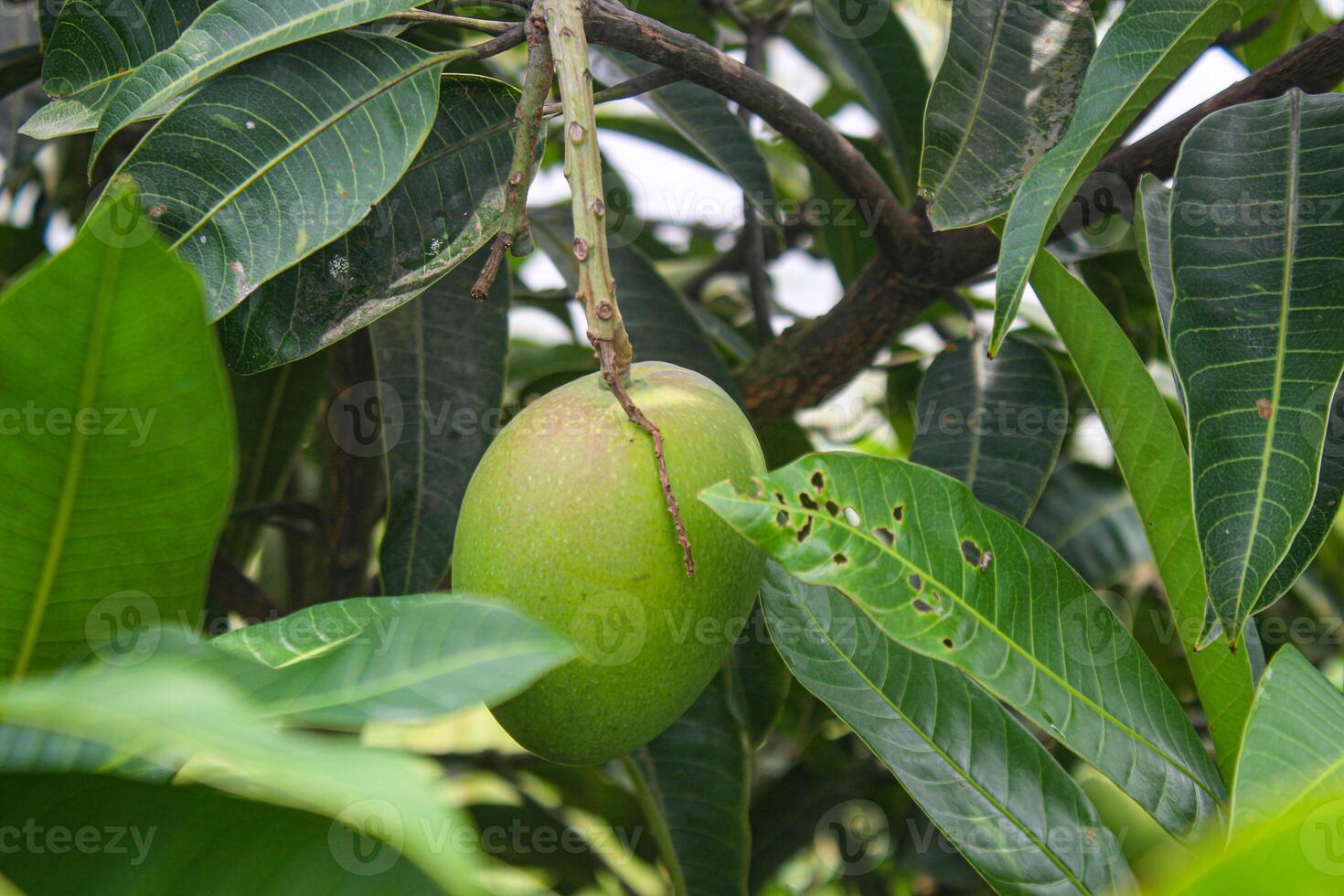 A Journey into the World of Green Mangoes on Tropical Branches photo