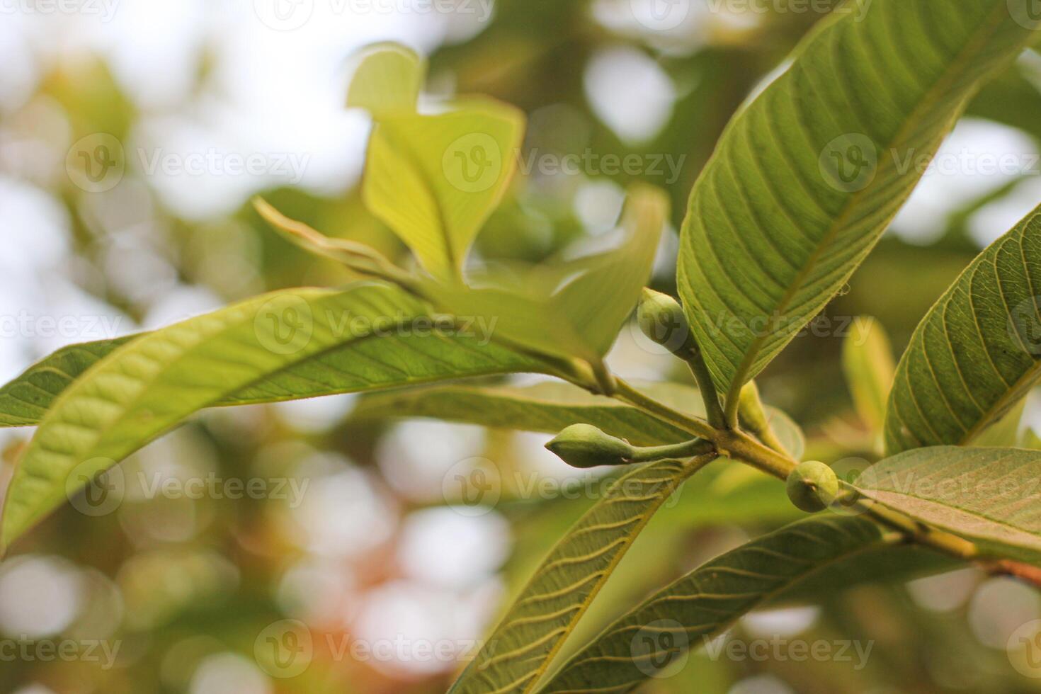 Green Guava Fruits Growing on a Tree photo