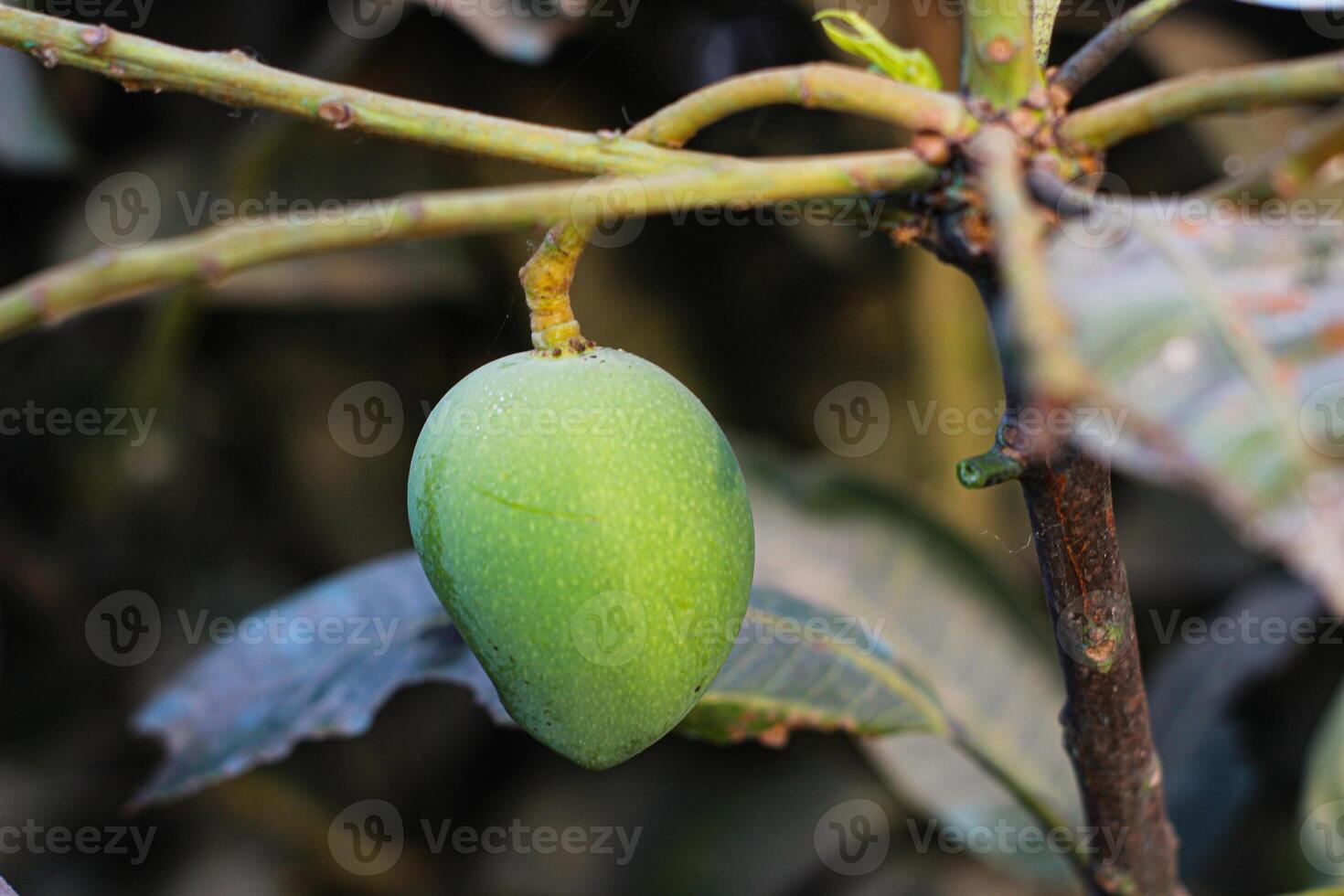 A Journey into the World of Green Mangoes on Tropical Branches photo