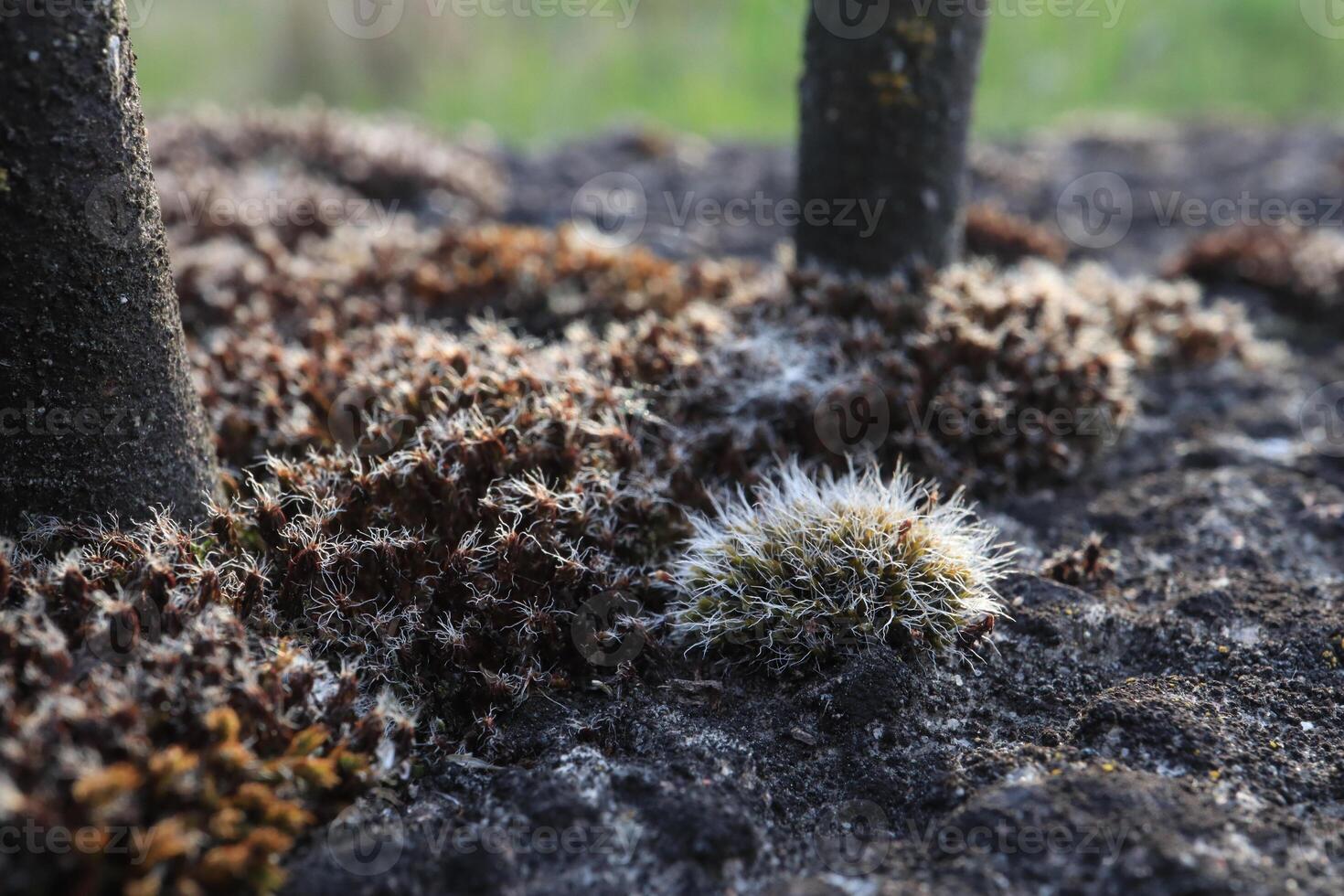 moss in macro, grey moss photo