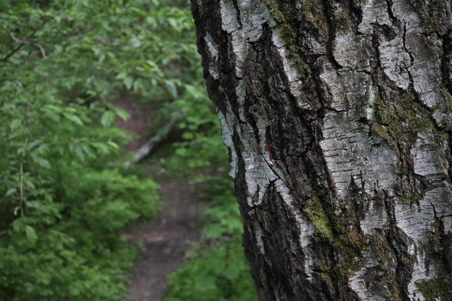wood texture, path in the forest, birch tree photo