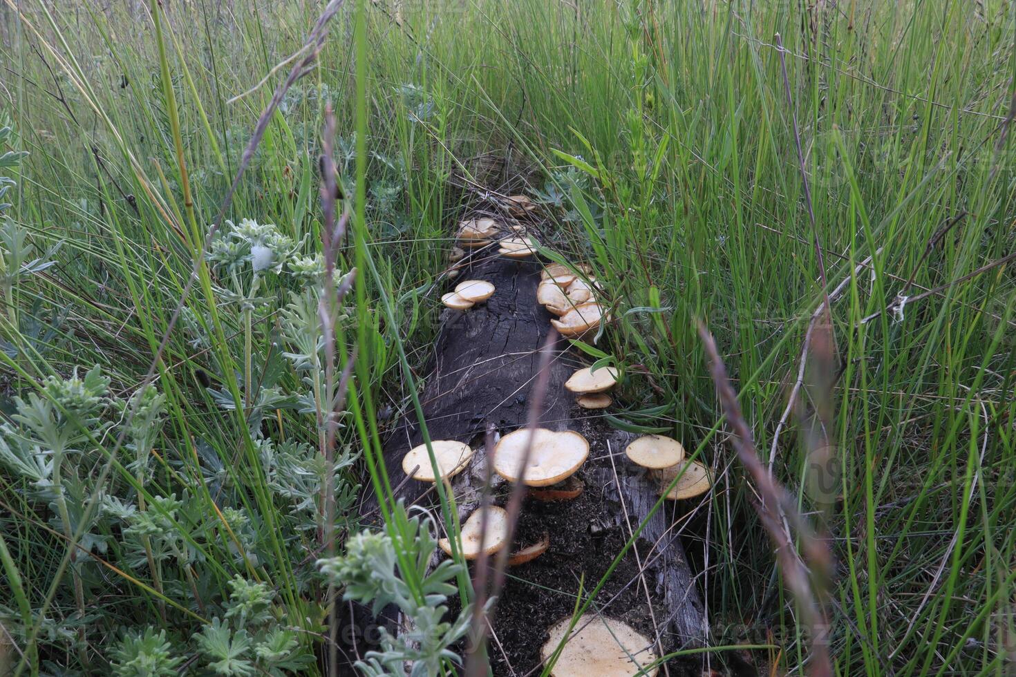 many mushrooms on a dead tree in the meadow photo