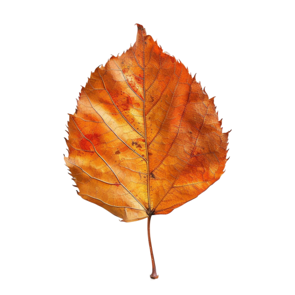 autumn leaf pic png