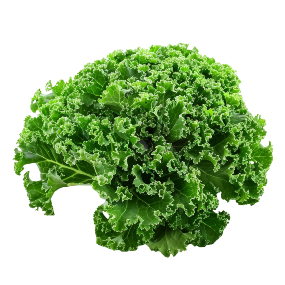 kale leaf image png