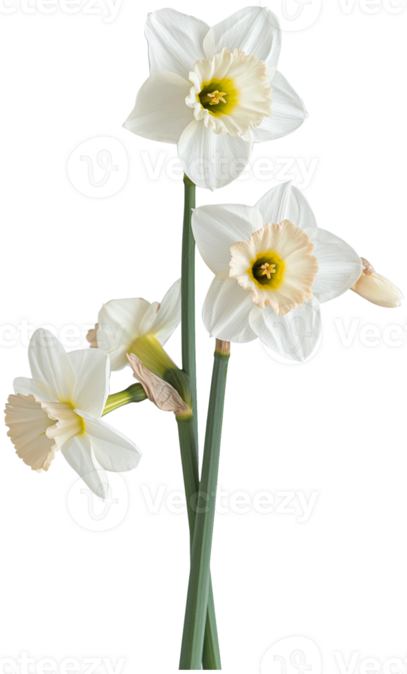 Narcissus illustration - Daffodil Flower isolated on a transparent background png