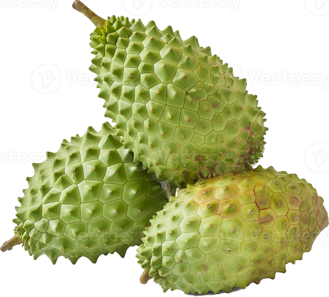Annona muricata fruit illustration - A whole fresh soursop isolated on a transparent background png