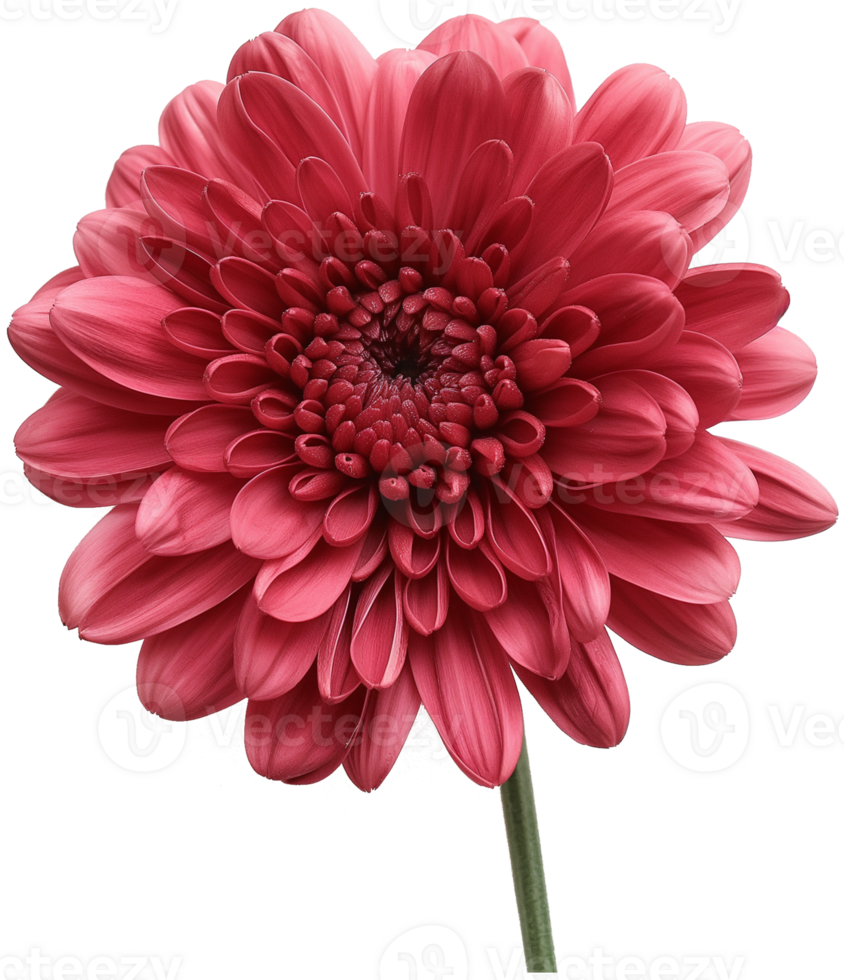 Chrysanthemum flower illustration, Chrysanthemum indicum isolated on a transparent background png